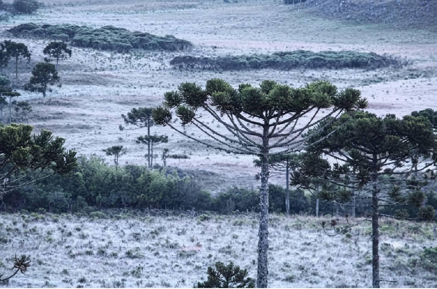 Campos Novos registra -2,9°C e amanhece entre as cidades mais frias de Santa Catarina
