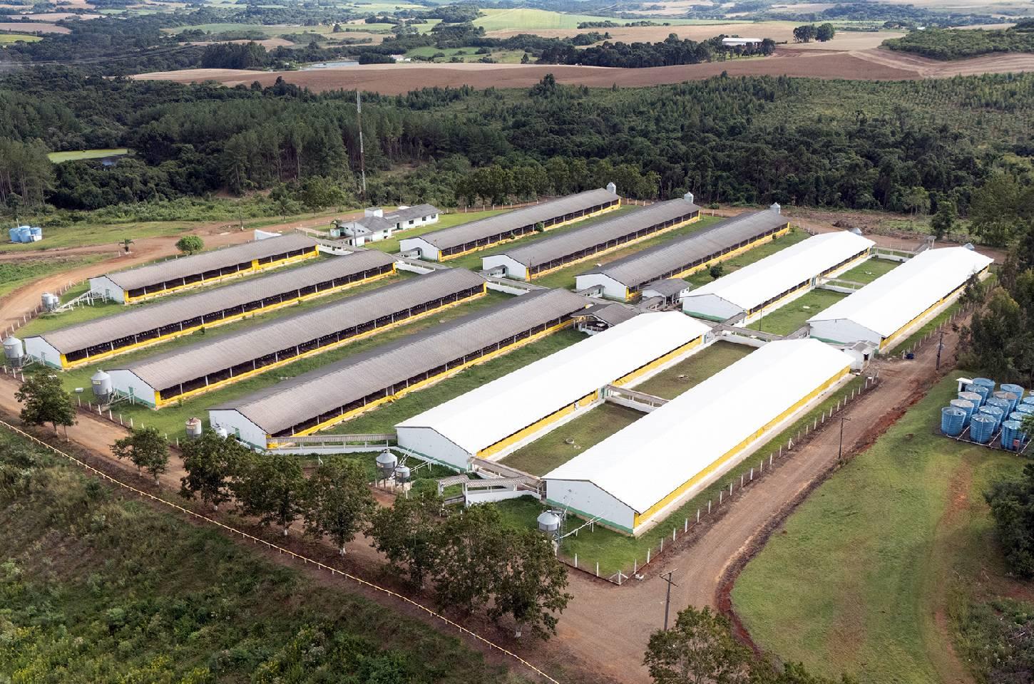 Copercampos vai ampliar suinocultura e abre espaço para novos integrados