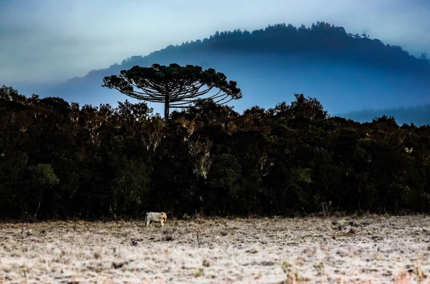 Inverno começou com onda de frio intenso em Santa Catarina