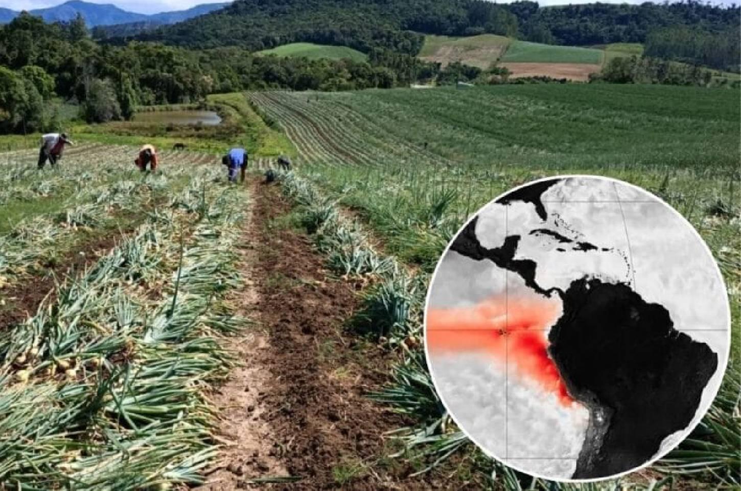 “Super” El Niño pode provocar perdas nas lavouras de SC e reduzir produção de trigo, alho e cebola