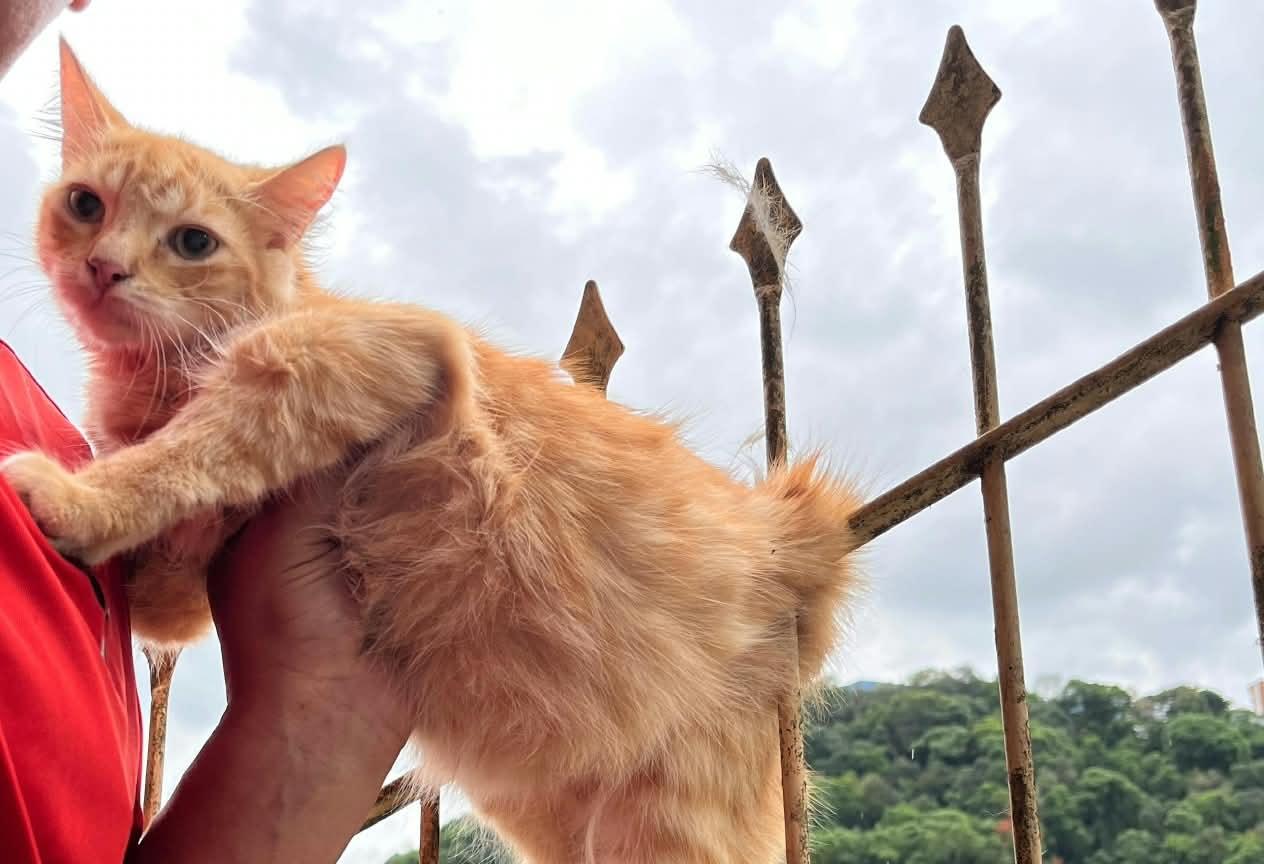 Bombeiros resgatam gato que ficou preso em cerca de ferro em Joaçaba
